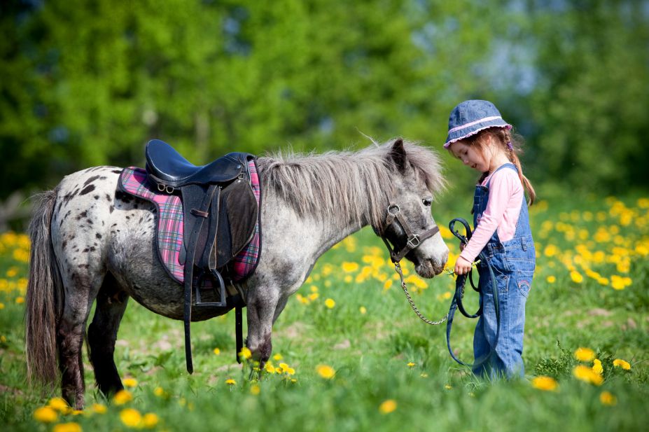 Pony Club Et Centre Equestrede Chavannes Des Bois Pony Club Et Centre Equestrede Chavannes Des Bois